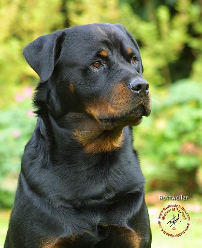 Rottweiler 9T004D-569.JPG
